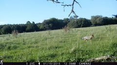 Lycalopex gymnocercus