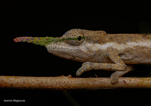 Pinocchio chameleon, Calumma pinocchio