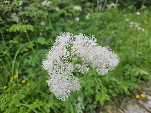 French meadow-rue