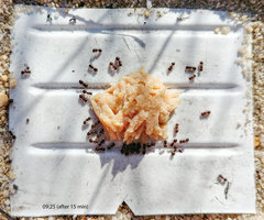 Meranoplus peringueyi