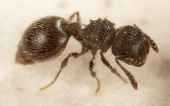 Meranoplus peringueyi