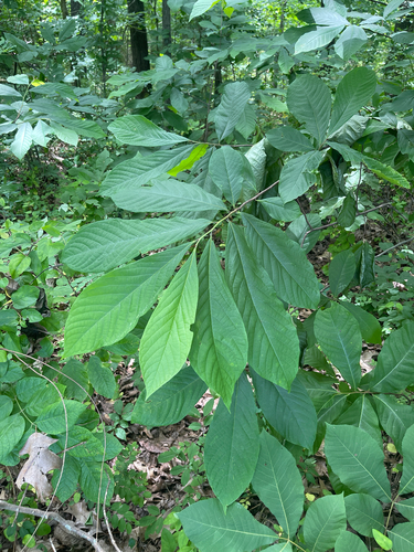 common pawpaw