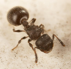 Meranoplus peringueyi