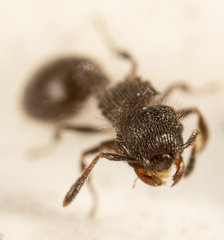 Meranoplus peringueyi