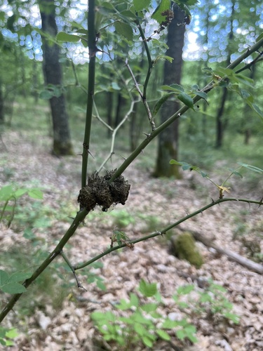 Mossy Rose Gall Wasp