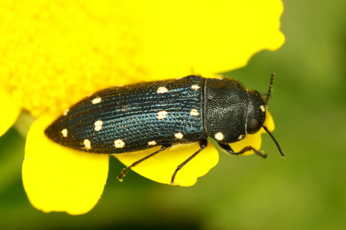 Acmaeodera octodecimguttata