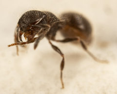 Meranoplus peringueyi