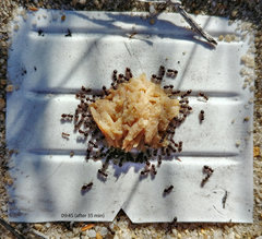 Meranoplus peringueyi