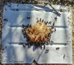 Meranoplus peringueyi