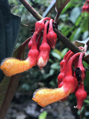 Glossoloma herthae