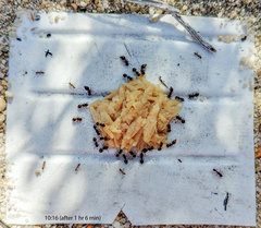 Meranoplus peringueyi