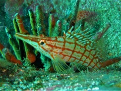 Oxycirrhites typus