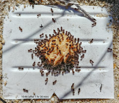 Meranoplus peringueyi