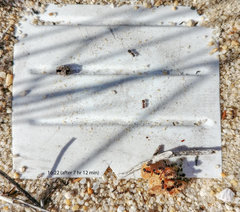 Meranoplus peringueyi