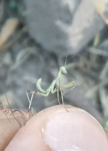Transcaucasian Giant Mantis
