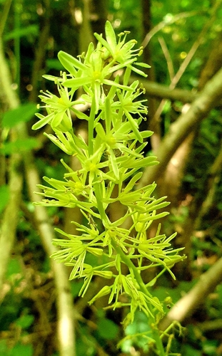 Bath Asparagus
