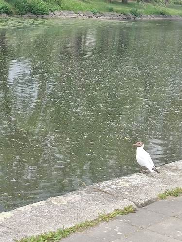 Black-headed Gull
