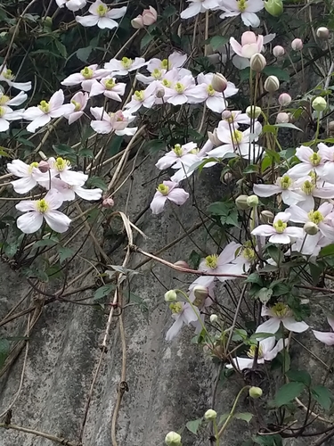 Clematis montana