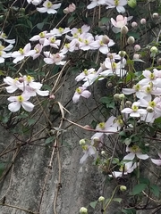 Clematis montana