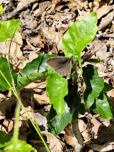 Meadow Brown