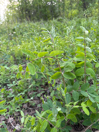 veiny pea