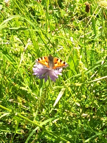 Small Tortoiseshell