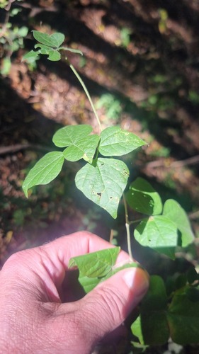 Rhynchosia caribaea observed 2026-06-06