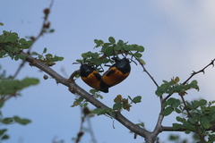 Sternocera hunteri