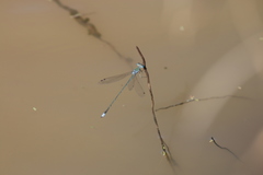 Lestes pallidus