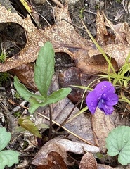 Viola triloba