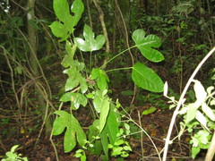 Dendropanax arboreus