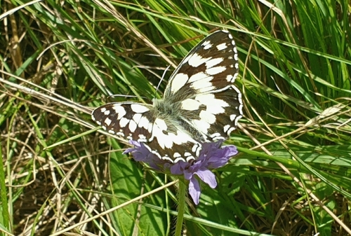 Marbled White