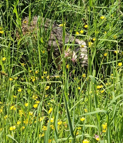 European Badger