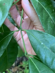 Faramea occidentalis