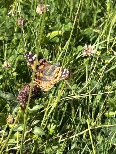 Painted Lady
