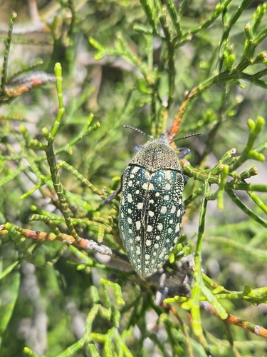 Julodis lucasi