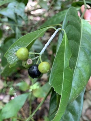 Faramea occidentalis