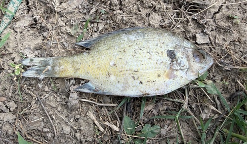 Bluegill