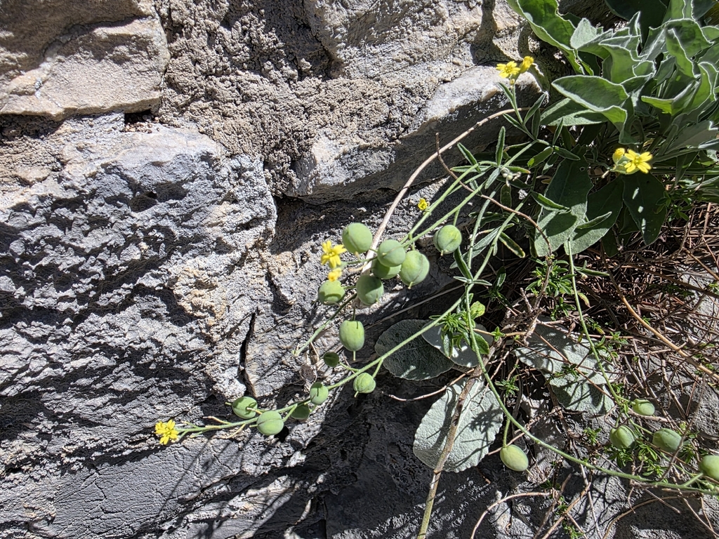 Aurinia sinuata; photograph author not stated, no rights reserved
