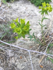 Euphorbia seguieriana