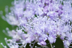 Hydrangea involucrata