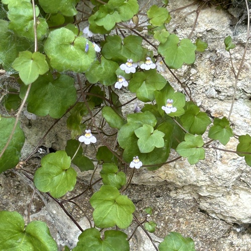 Ivy-leaved toadflax