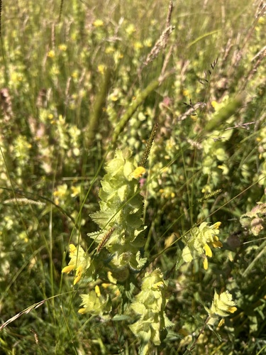 Greater Yellow Rattle