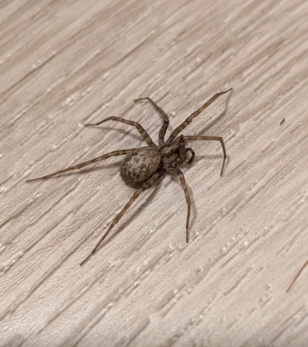Barn Funnel Weaver