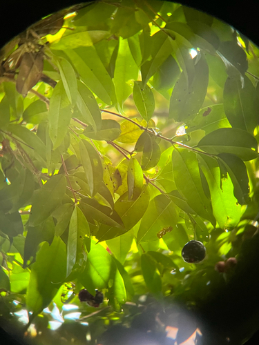 Syzygium tripinnatum, photograph 5