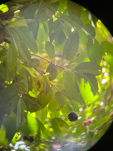 Syzygium tripinnatum, photograph 6