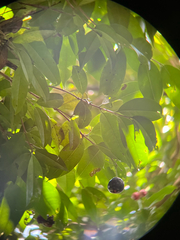 Syzygium tripinnatum, photograph author not stated, no rights reserved