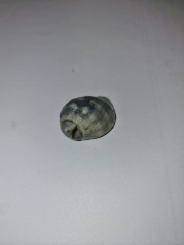 Cart-Rut Shell