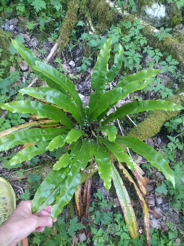 Hart's-tongue fern