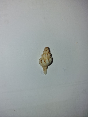 Marmorofusus philippii